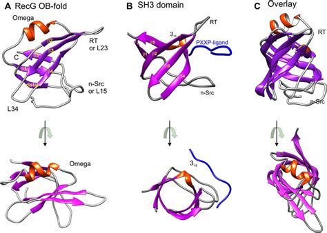 Frontiers OB Fold Families Of Genome Guardians A Universal Theme