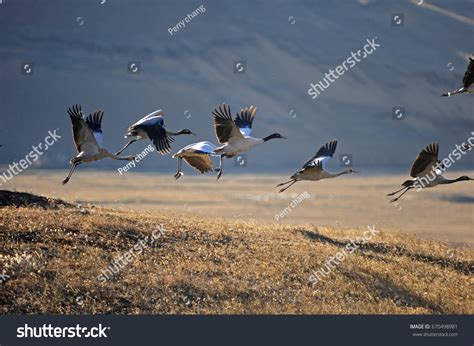 8,188 Black Necked Crane Images, Stock Photos & Vectors | Shutterstock