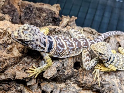 Eastern Collard Lizard For Sale