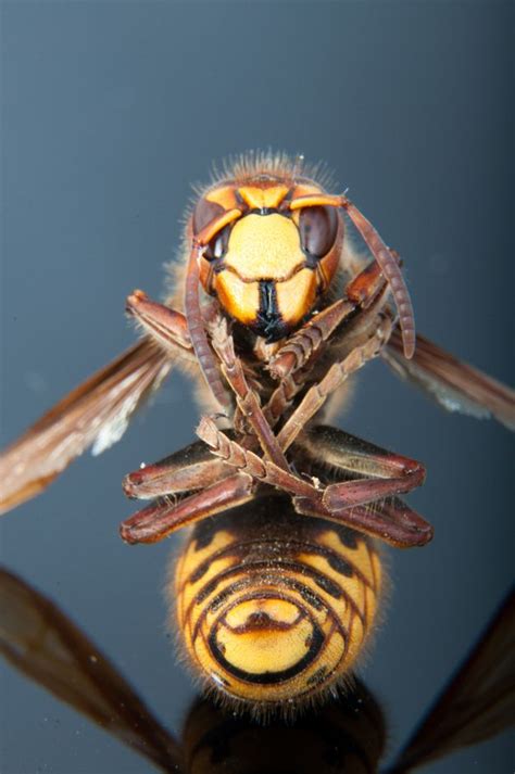 The Giant Japanese Hornet | Animals, Asian giant hornet, Creepy animals