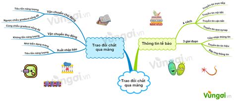 Lý thuyết sơ đồ tư duy tổng hợp kiến thức phần trao đổi chất qua màng