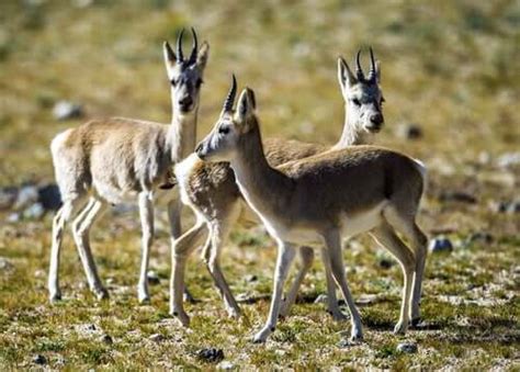 All About The Tibetan Antelope - My Animals