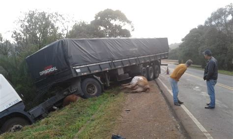 Bois Invadem Pista E Causam Acidente Caminh O Em Guarapuava