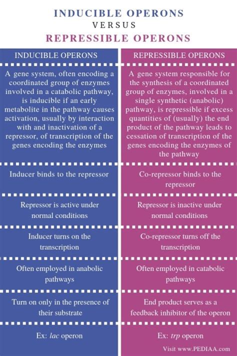 What is the Difference Between Inducible and Repressible Operons ...