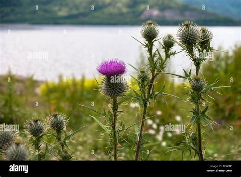 Scottish Thistles Hi Res Stock Photography And Images Alamy