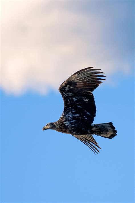 Brown and Black Flying Hawk · Free Stock Photo