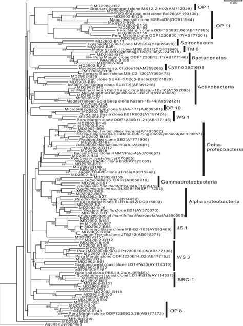 Phylogenetic Relationships Of 16s Rrna Gene Sequences Obtained From