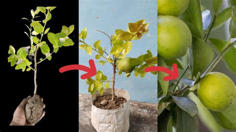 How To Propagate Lemon Tree From Cuttings Easy Method To Grow Lemon