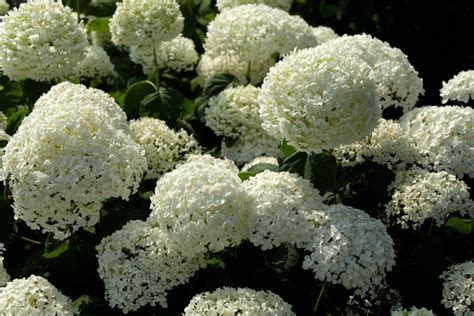 Hortensia S Snoeien Hoe En Wanneer Moet Dit Gebeuren Max Vandaag