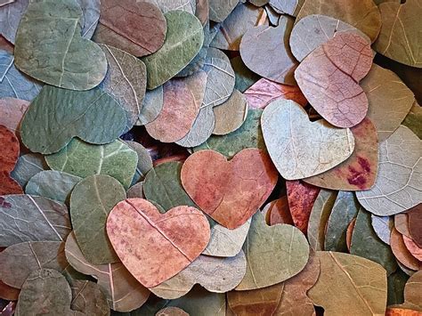 Biodegradable Leaf Confetti Wedding Toss Heart Shaped Etsy