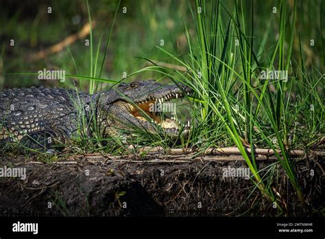 Nile Crocodiles Crocodylus Niloticus On The Banks Of The Kwando River