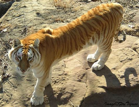 A Golden Tabby Bengal Tiger My Favorite Coloration Golden Tabby