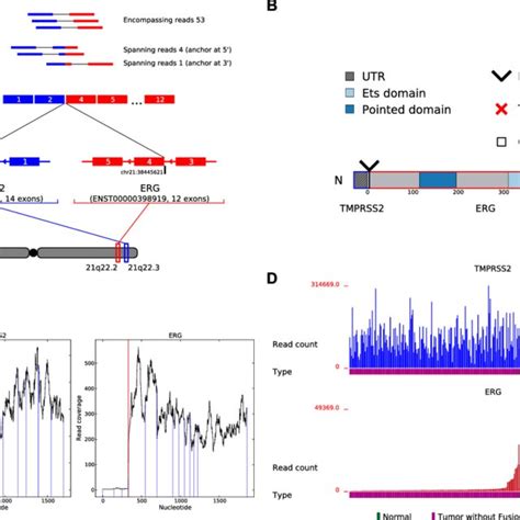 INTEGRATE Vis Output Illustrated Using The TMPRSS2 ERG Gene Fusion In