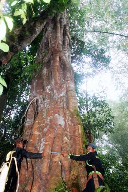 Buah Manis Masyarakat Adat Serampas Dalam Menjaga Hutan