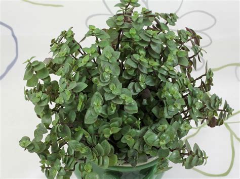 Callisia Repens Turtle Vine World Of Succulents