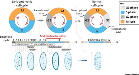 Timing The Drosophila Mid Blastula Transition A Cell Cycle Centered