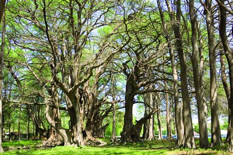 Parque Nacional El Sabinal Lo Que Debes De Saber