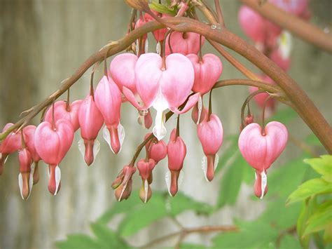 Bleeding Heart Flower Drawing At Paintingvalley Explore