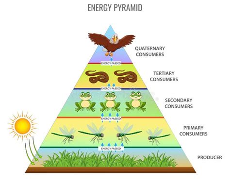 Energy Pyramid Or Food Chain Vector Illustration Stock Vector Illustration Of Ocean Ecosystem