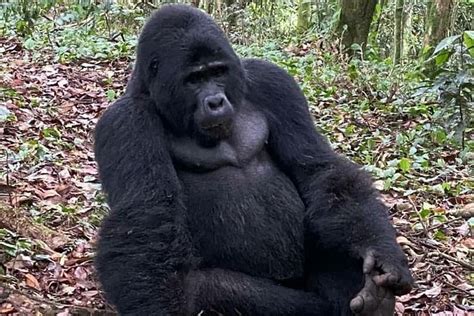 1 Day Gorilla Trekking Uganda