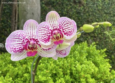 Orqu Dea Phalaenopsis Blanca Y Fucsia Varas Florales Plantas Y Jard N