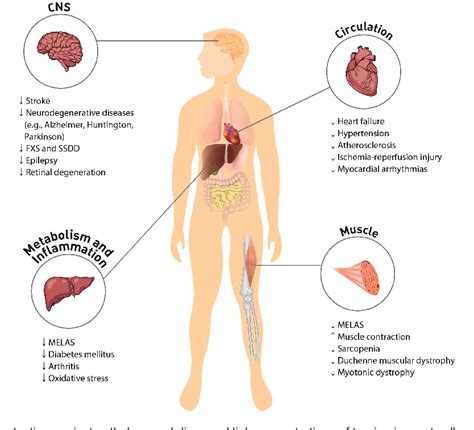 Figure 1 from Effects and Mechanisms of Taurine as a Therapeutic Agent ...