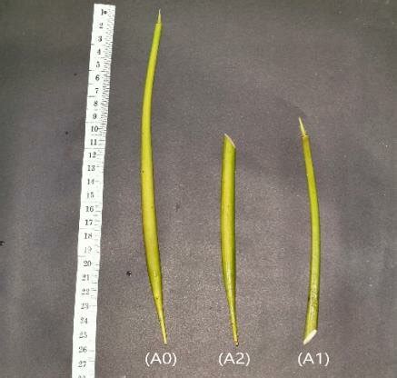 Treatment of K.candel hypocotyl pieces: (A0) intact hypocotyl; (A1 ...