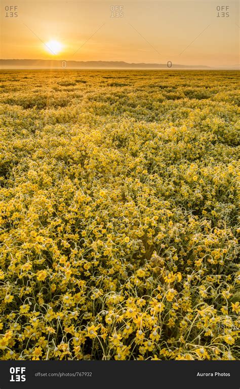 Field Of Yellow Flowers Sunset