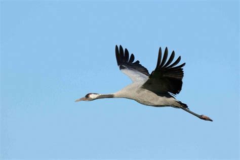 Migration Des Oiseaux Cinq Esp Ces Qui Passent En Gironde Et Lot Et