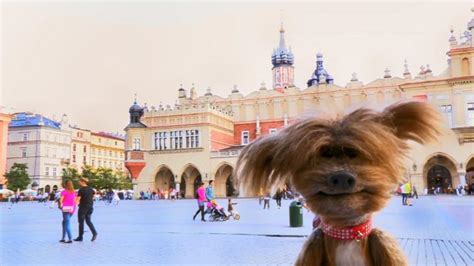 Dodge Goes Behind The Scenes In Poland Cbbc Bbc