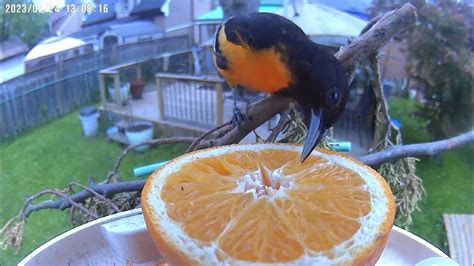 Orange You Glad To See The Baltimore Orioles And A Friend At The Feeder Youtube