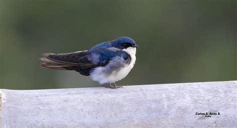 Pygochelidon Cyanoleuca Ma Nombre N Golondrina Barra Flickr