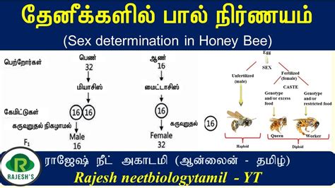 Sex Determination In Honeybee Tamil தேனீக்களில் பால் நிர்ணயம்