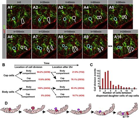 Time Lapse Analysis Of Labeled Pancreatic Progenitor Cells Undergoing