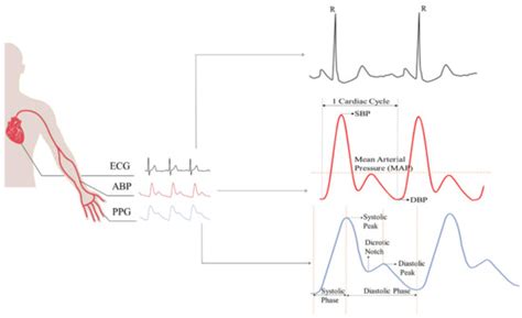 review  noninvasive methodologies  estimate  blood pressure