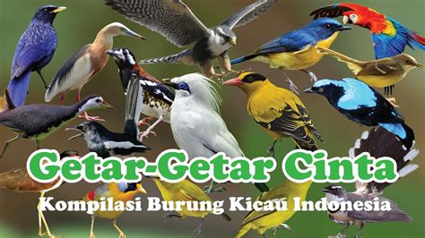 Kompilasi 100 Burung Kicau Indonesia YouTube