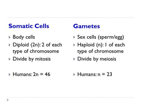 Somatic Cells Mitosis