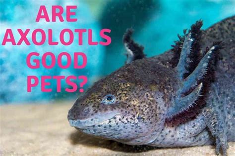 Where To Buy An Axolotl A Complete Guide For The First Time Buyer