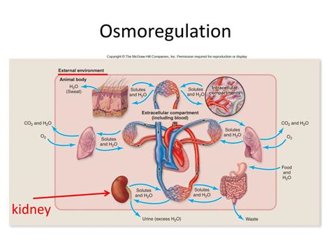 Ppt Osmoregulation Powerpoint Presentation Free Download Id6020599