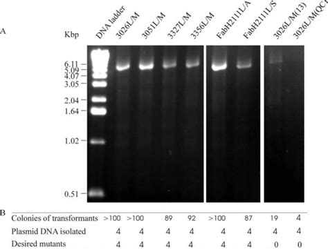 Pcr Amplification For Single Site Mutagenesis A Agarose Gel