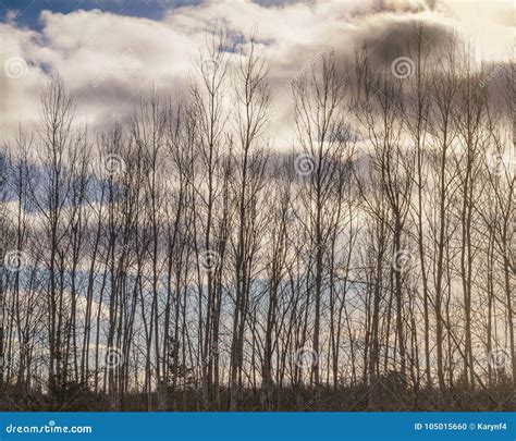 Silhouette Of Birch Trees In A Row In The Winter Stock Photo Image Of