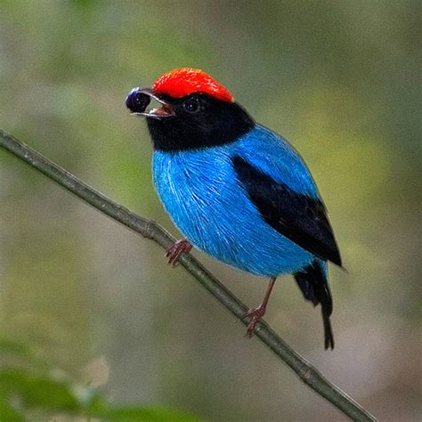 Manakin Birds News And Facts-Images | All Wildlife Photographs