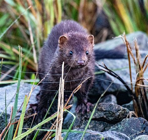 Wild Mink Photograph By Dennis Bailey