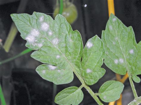 Powdery Mildew Signs How To Keep Your Plants Healthy Grow Northwest