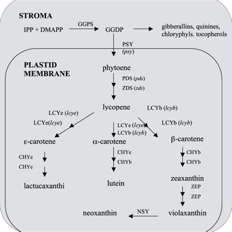 Schematic Diagram Depicting The Formation Of Ipp Via The Mep And Mva Download Scientific