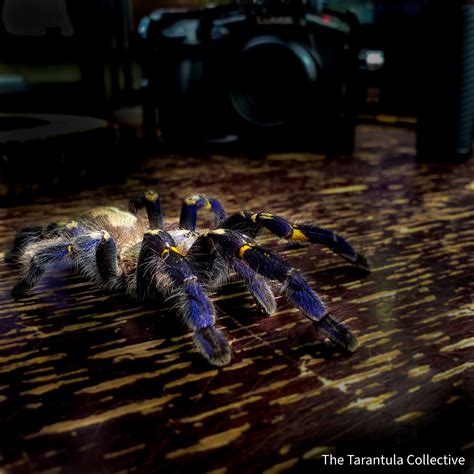 Gooty Sapphire Ornamental Tarantula (Poecilotheria metallica) Care ...