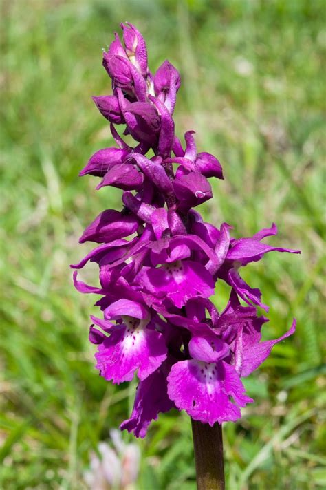 Orchis Mascula Subsp Speciosa Mutel Hegi Orchidee Marche Anno