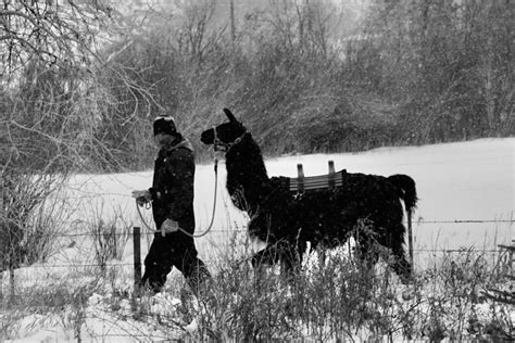 Payment — Fossil Ridge Pack Llamas