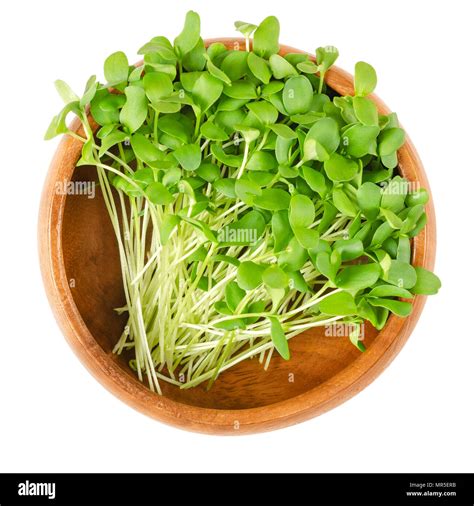 Flax Microgreens In Wooden Bowl Shoots Of Linum Also Called Common