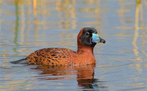 Masked Duck | Audubon Field Guide